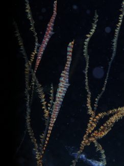 ゴルゴニアン・シュリンプ