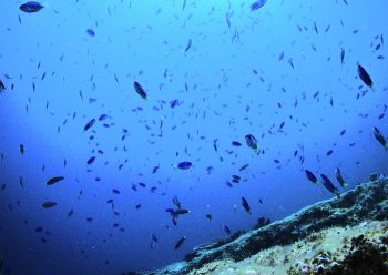 ソラスズメダイ群れ