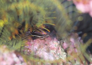 タスジウミシダウバウオ