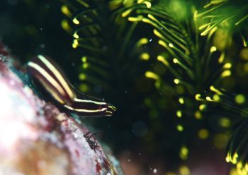 タスジウミシダウバウオ