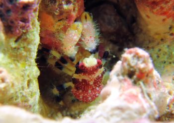 アデコシオリエビ