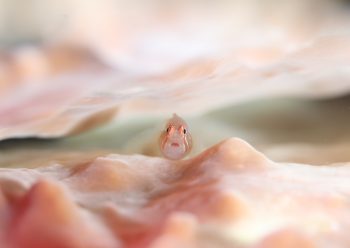 アワイロコバンハゼ