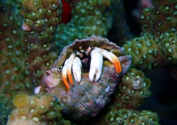 アカツメサンゴヤドカリ