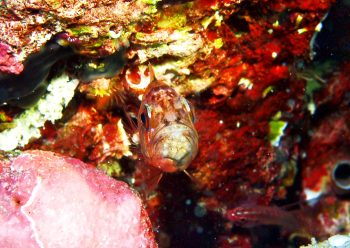 イナズマヒカリイシモチ