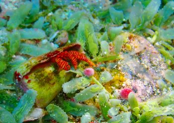 ベニワモンヤドカリ