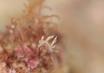 ネアカミノウミウシ