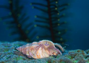 ケフサゼブラヤドカリ