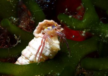 ケフサゼブラヤドカリ