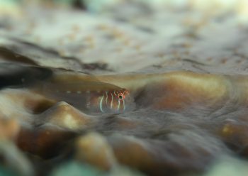 アワイロコバンハゼ