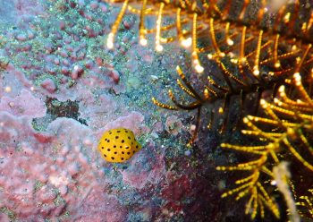 ミナミハコフグ