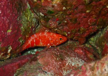 オシャレハナダイ