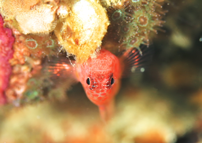 シリウスベニハゼ