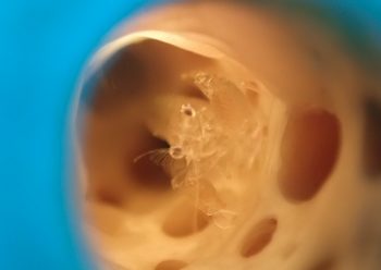 クシノハカクレエビ