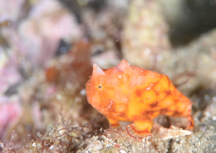 カエルアンコウモドキ