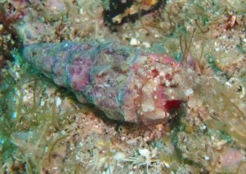 ネジレヤドカリ属の一種