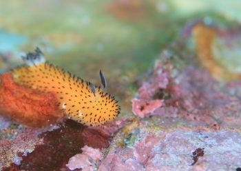 ゴマフビロードウミウシ