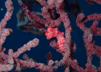 ピグミーシーホース