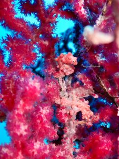 ピグミーシーホース