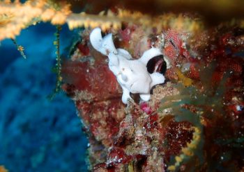 イロカエルアンコウ