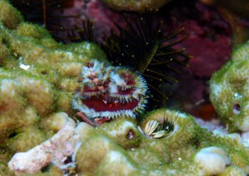 カンザシヤドカリ