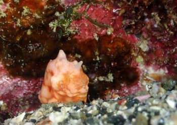 カエルアンコウモドキ