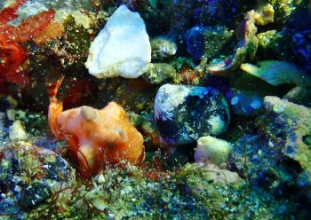 カエルアンコウモドキ