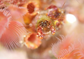 ニシキカンザシヤドカリ