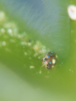 マキエホテイヨコエビ