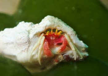 アカテミギキキヨコバサミ