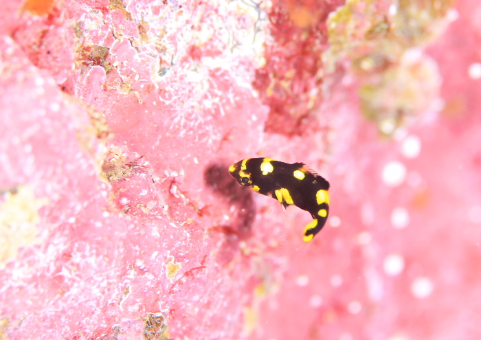 ケサガケベラyg