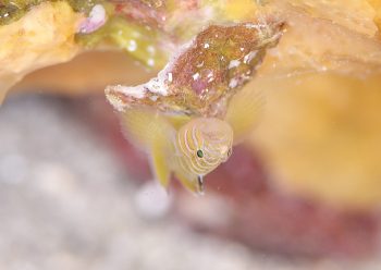 ベンケイハゼ幼魚?