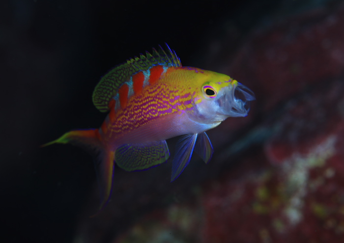 アサヒハナゴイ