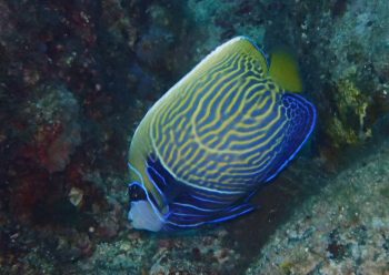 タテジマキンチャクダイ