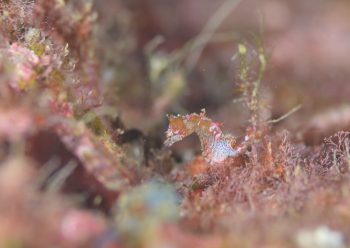 ハチジョウタツ