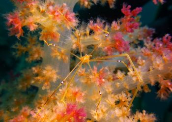 オルトマンワラエビ