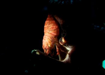 ポントニデス・マルディブエンシス