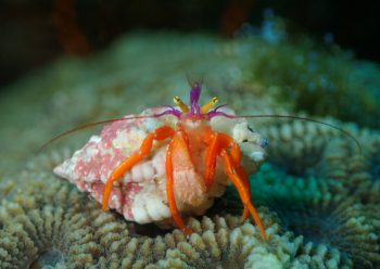 フルセゼブラヤドカリ