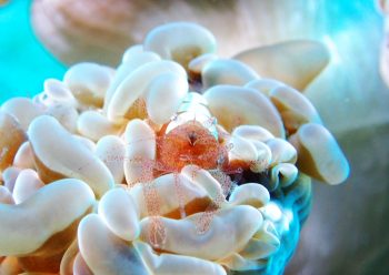 ハモポントニア・フンジコーラ