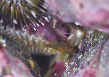 フトスジイレズミハゼ