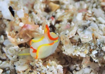 シラタマウミコチョウ