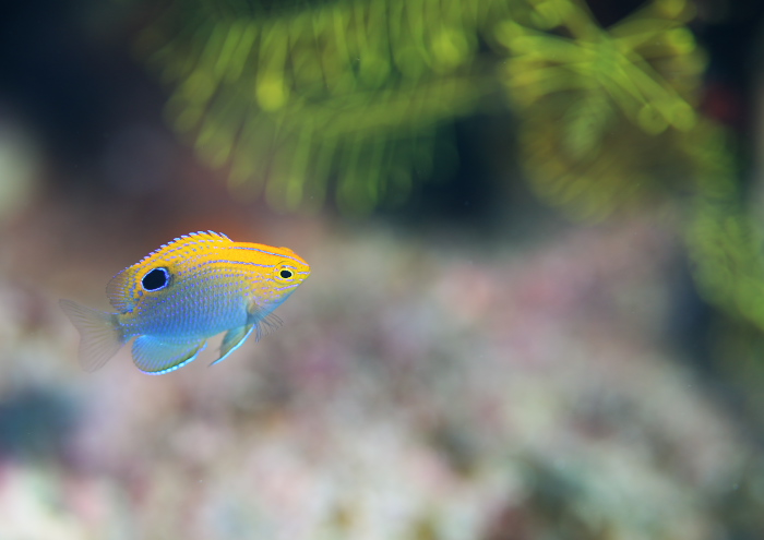 クロメガネスズメダイ