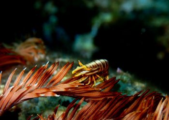 ラオメネス・ティグリス