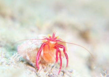 クレナイゼブラヤドカリ