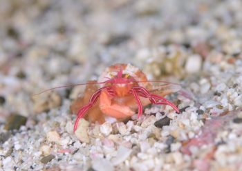 クレナイゼブラヤドカリ