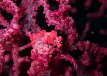 ピグミーシーホース