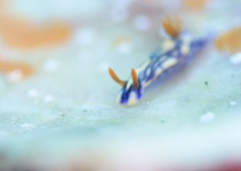 ハルカゼイロウミウシ