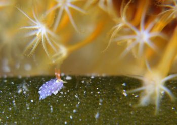 ムラサキミノウミウシ