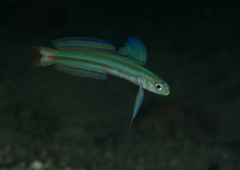 スジクロユリハゼ