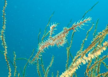 ニシキフウライウオ