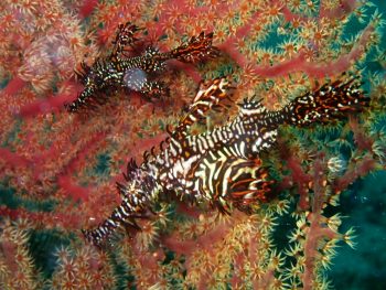 ニシキフウライウオ